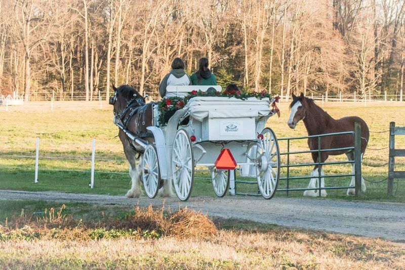 Bsuttler-clydesdales-2.jpg